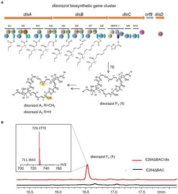 Engineering of Burkholderia thailandensis strain E264 serves as a chassis for expression of complex specialized metabolites